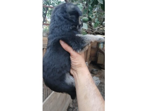 Alman Kurdu Yavrularımız