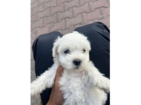 Terrier Maltese Yavrusu Eğlenceli Ve Çok Akıllı