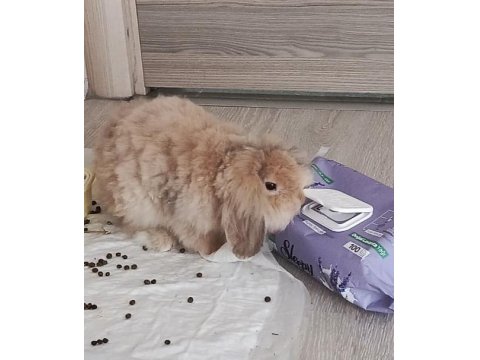 Ücretsiz 5 Aylık Hollanda Lop Tavşan