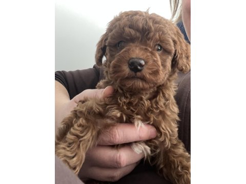 Toy Poodle Kendi Yavrumuz