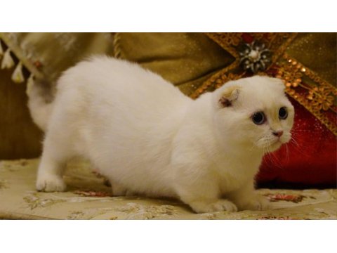 Scottish Fold Munchkin