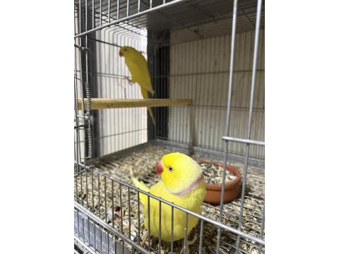 Mutasyon Pakistan Papağanı Takım