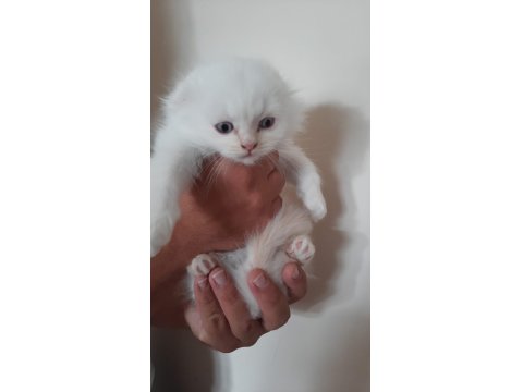 Blue Point Scottish-British Shorthair Yavrular Sahiplendirme
