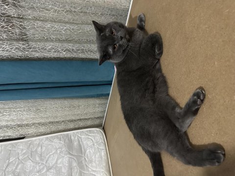 British Shorthair Kedim