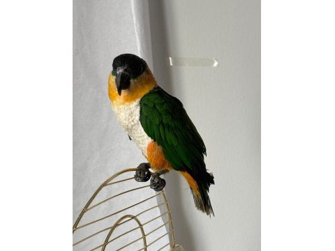 Erkek Kayık Papağanı