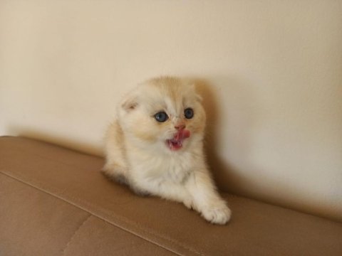 British Golden Baba Yavrusu Scottish Fold Yavru Kediler