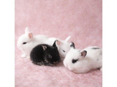 Türkiye'nin Her İline Gönderim Yavru Tavşanlar