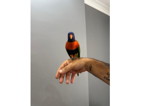 Oyun Hamuru Üst Düzey Lori Papağanı