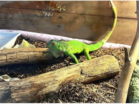 4 Aylık Yavru İguana