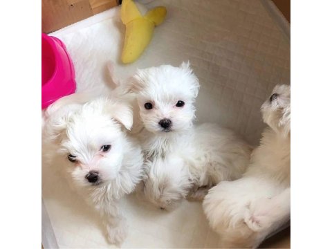 Maltese Terrier Ultra Mini Yavrularımız