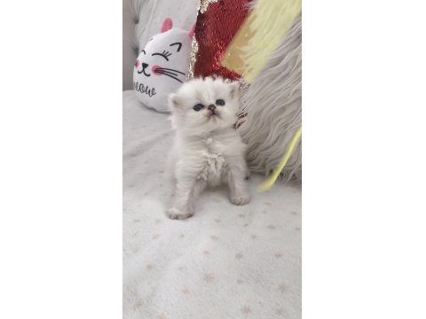 Silver Point British Longhair Erkek