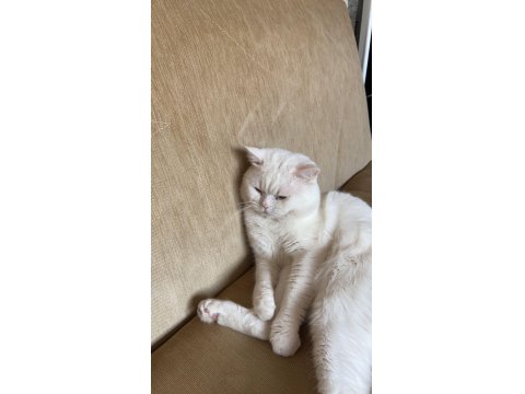 British Shorthair Erkek Kedi