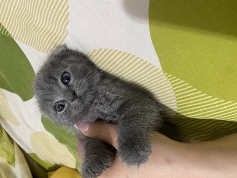 Scottish Fold 15.02.2025 Doğumlu
