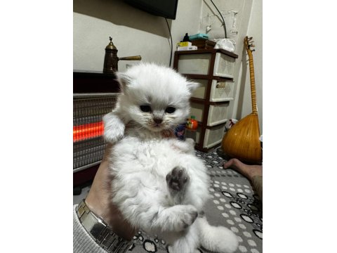 Bluepoint Yavru Kediler