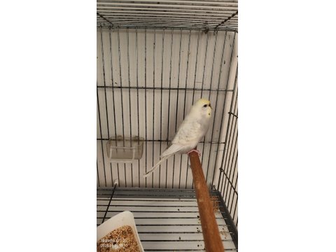 Dişi Damızlık Muhabbet Kuşu