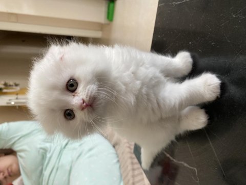 Scottish Fold Yavru Kediler