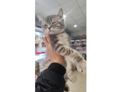 Yavru 3 Aylık Kedi British Shorthair