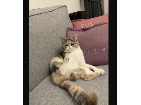 Exotic Shorthair Dişi Yavrumuzu Sahiplendiriyoruz