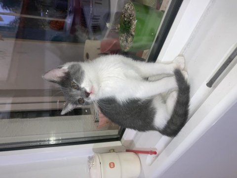 Asil British Shorthair Kız Yeni Yuvasını Arıyor