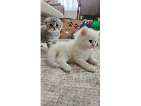 Kedi Yavrularımıza Yuva Arıyoruz British/Scottish