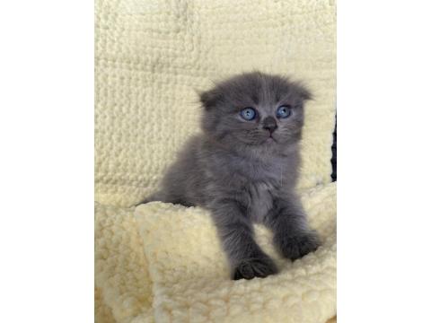 Maviş 35 Günlük Saf Kan Scottish Fold Gri