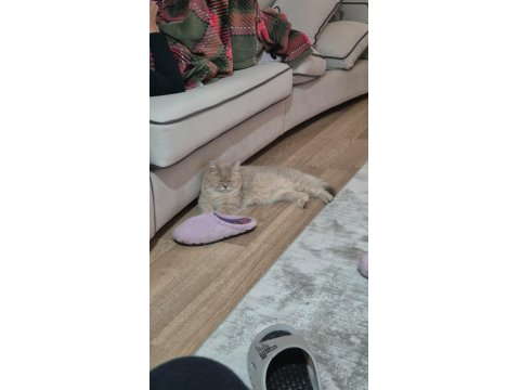 1 Buçuk Yaşında Şecereli Dişi British Shorthair