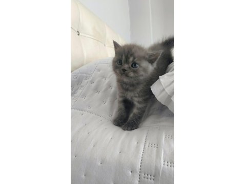 Kedi Yavrularımıza Yuva Arıyoruz British/Scottish