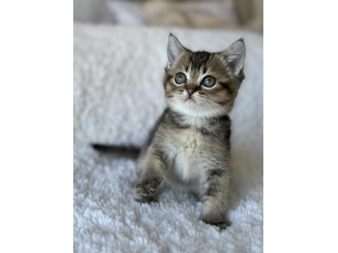 British Shorthair Dark Gold Yavrum