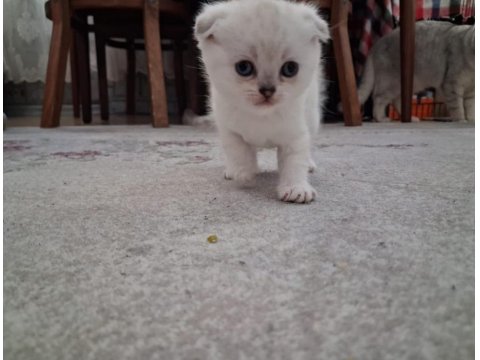 Scottish Fold Kızım Gen Gereği Kesinlikle Koku Bırakmaz