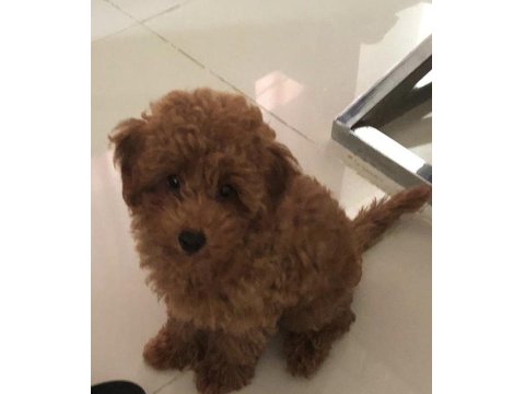 Kore Kan Red Brown Orjinal Poodle