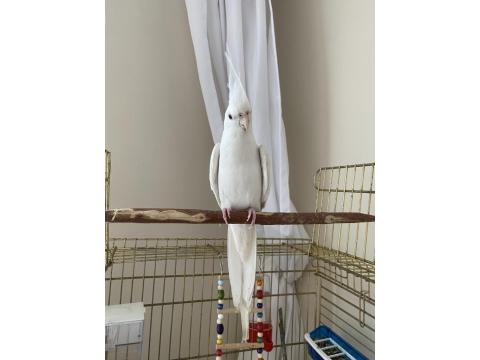 Albino Sultan Papağanı Cinnamon