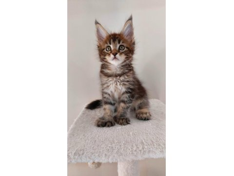 Safkan Maine Coon Yavruları Full Şecereli Ünvanlı Ebeveynlerden