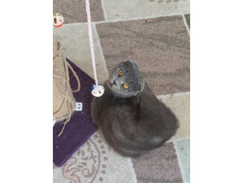 Ücretsiz Dişi 1 Yaşında Scottish Fold