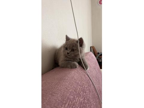 British Shorthair Dumana Yuva