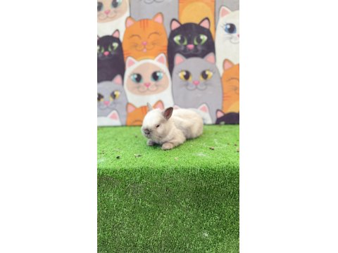 Cüce Tavşan Yavruları Gönderim Yapılır