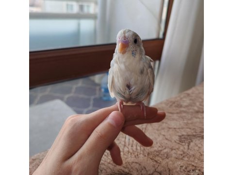 Yavru Albino Erkek Muhabbet Kuşu