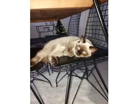 Safkan Dişi British Colorpoint