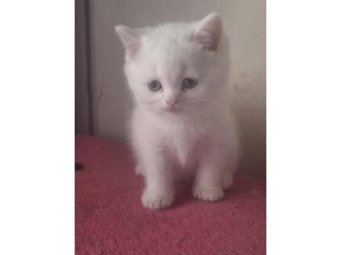 Mutlu, Sağlıklı, Neşeli, Safkan British Bebekler Yeni Evlerine Hazırlar