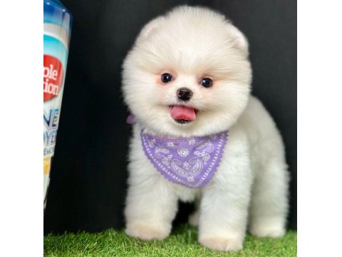 Safkan Pomeranian Boo Yavrularımız