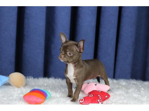 Egzotik Teacup Chihuahua