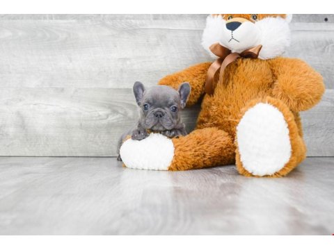 Exotic French Bulldog Yavruları