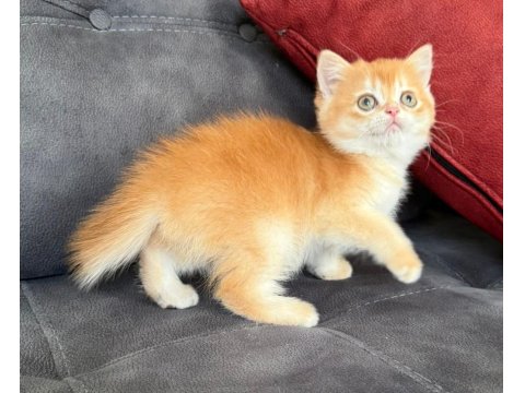 Kusursuz Renk Anne Baba Şecereli Golden British Shorthair