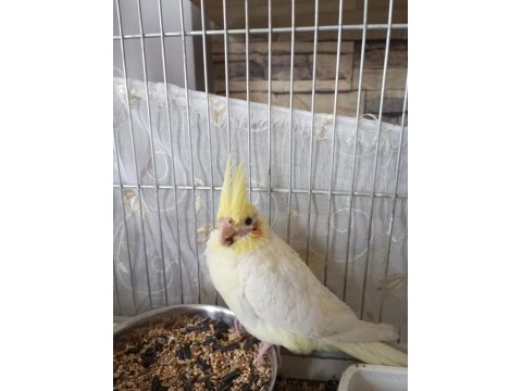 Yavru Sultan Papağanı Ele Alışık