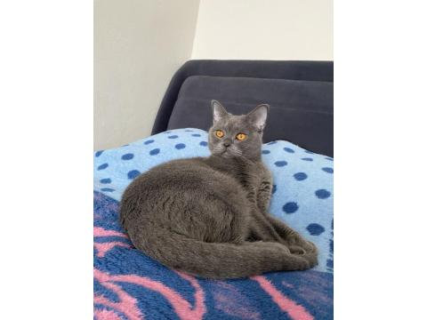 Sevimli British Shorthair Kızımız İçin Yuva Arıyoruz