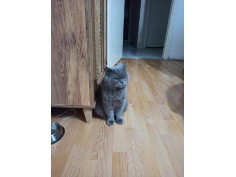 5 Yaşındaki British Longhair Oğlumuza Yeni Yuva Arıyoruz