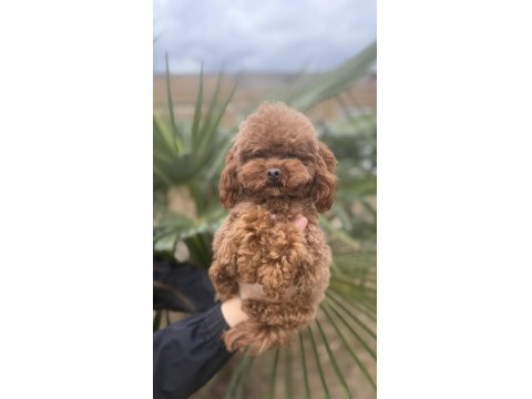 Özel T-Cup Dişi Poodle - Teddy Face 1,5 Kg