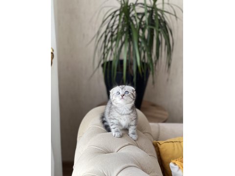 Sıfır Kulak Scottish Fold Güzelliklerim