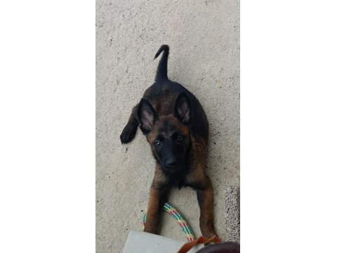 A Kalite Belçika Malinois