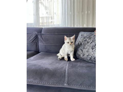 Kedimiz Yeni Sahibini Arıyor