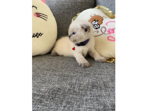 Leo Sahibini Arıyor Scottish Fold